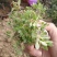垂盆草盆栽可食用无公害野生吊兰盆栽花卉绿植四季常青