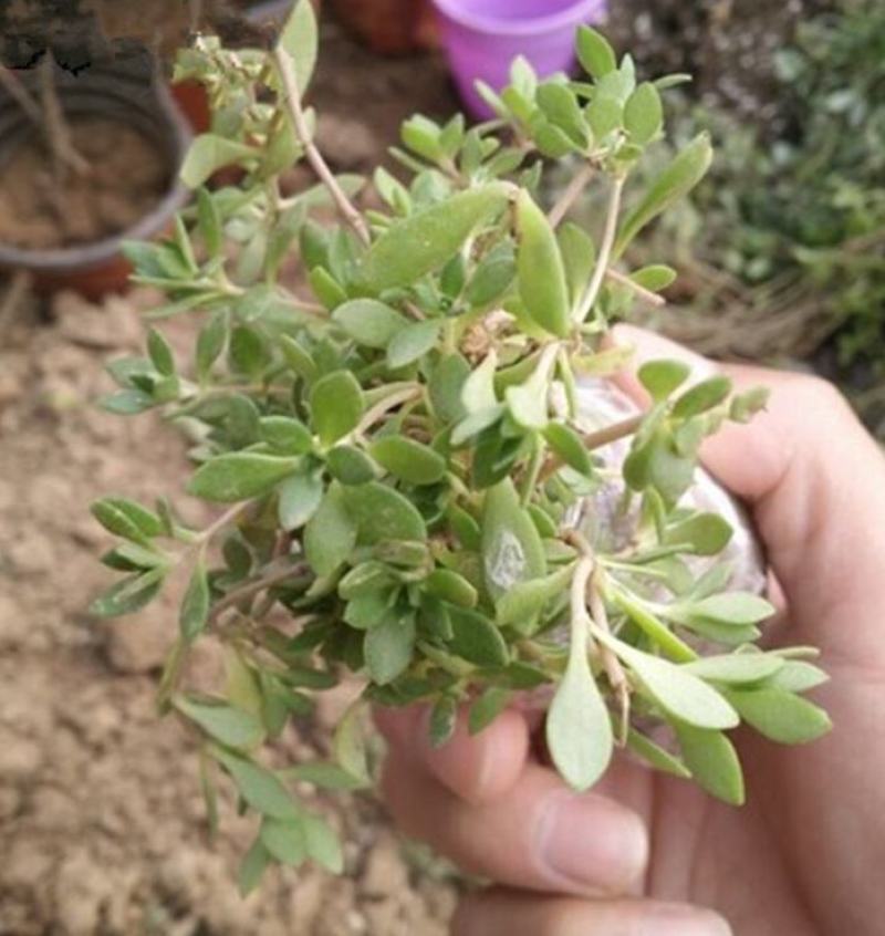 垂盆草盆栽可食用无公害野生吊兰盆栽花卉绿植四季常青