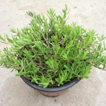 垂盆草盆栽可食用无公害野生吊兰盆栽花卉绿植四季常青