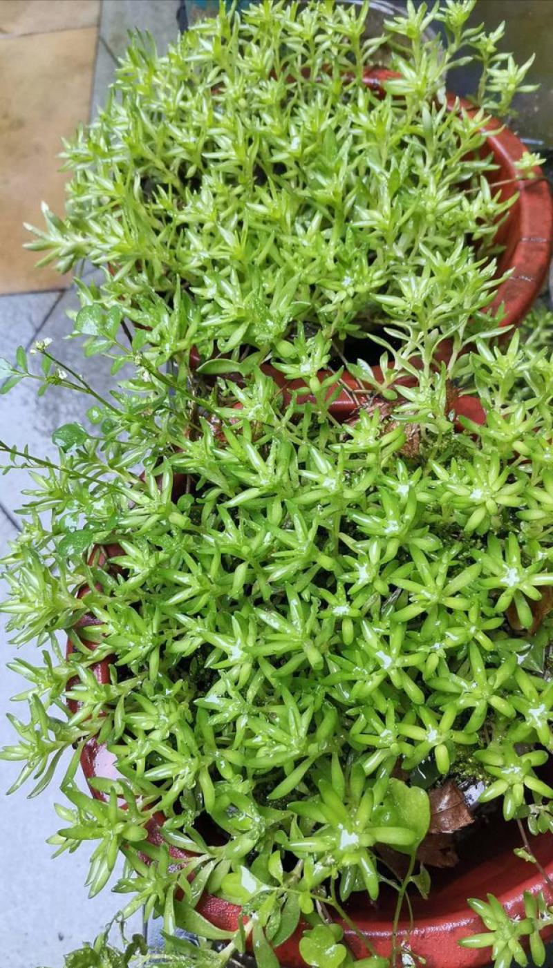 垂盆草盆栽可食用无公害野生吊兰盆栽花卉绿植四季常青