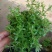 垂盆草盆栽可食用无公害野生吊兰盆栽花卉绿植四季常青