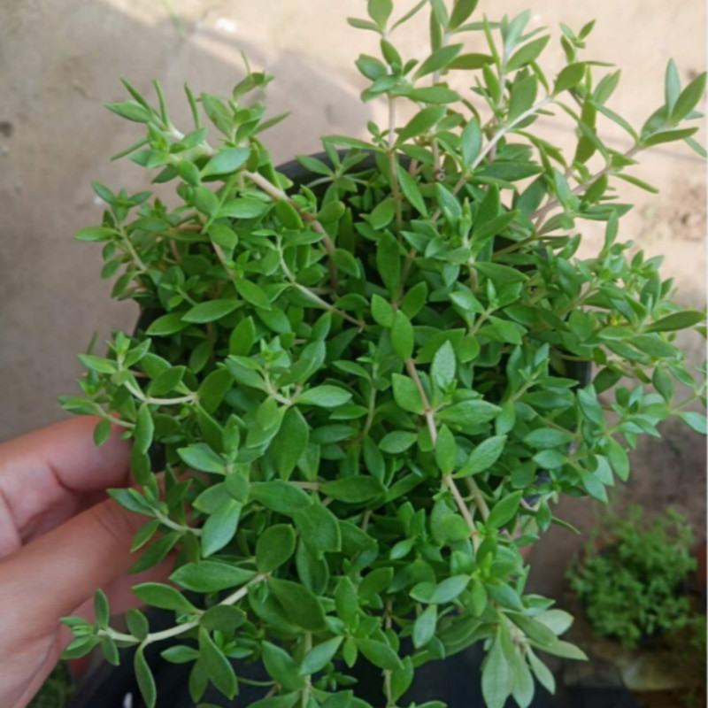 垂盆草盆栽可食用无公害野生吊兰盆栽花卉绿植四季常青
