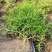 垂盆草盆栽可食用无公害野生吊兰盆栽花卉绿植四季常青
