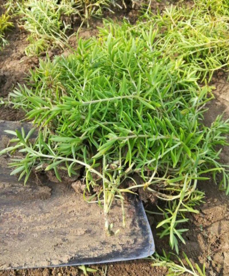 垂盆草盆栽可食用无公害野生吊兰盆栽花卉绿植四季常青