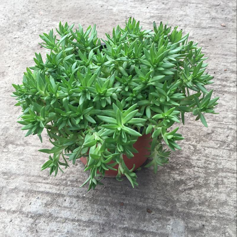 垂盆草盆栽可食用无公害野生吊兰盆栽花卉绿植四季常青