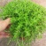 垂盆草盆栽可食用无公害野生吊兰盆栽花卉绿植四季常青