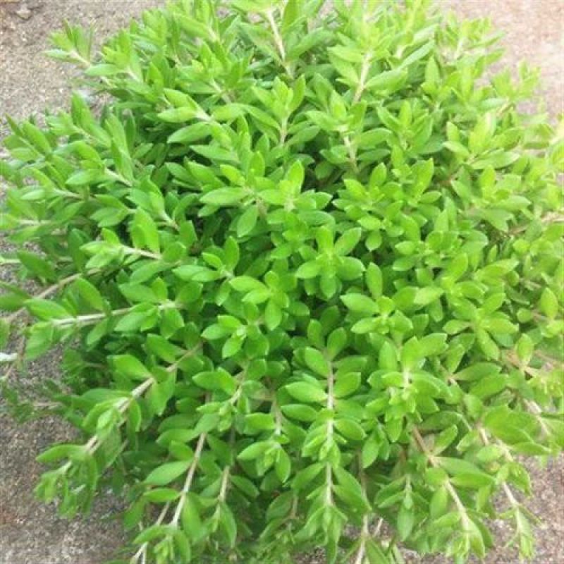 垂盆草盆栽可食用无公害野生吊兰盆栽花卉绿植四季常青