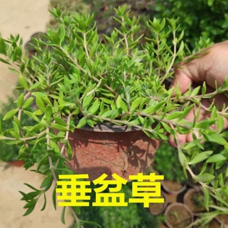垂盆草盆栽可食用无公害野生吊兰盆栽花卉绿植四季常青