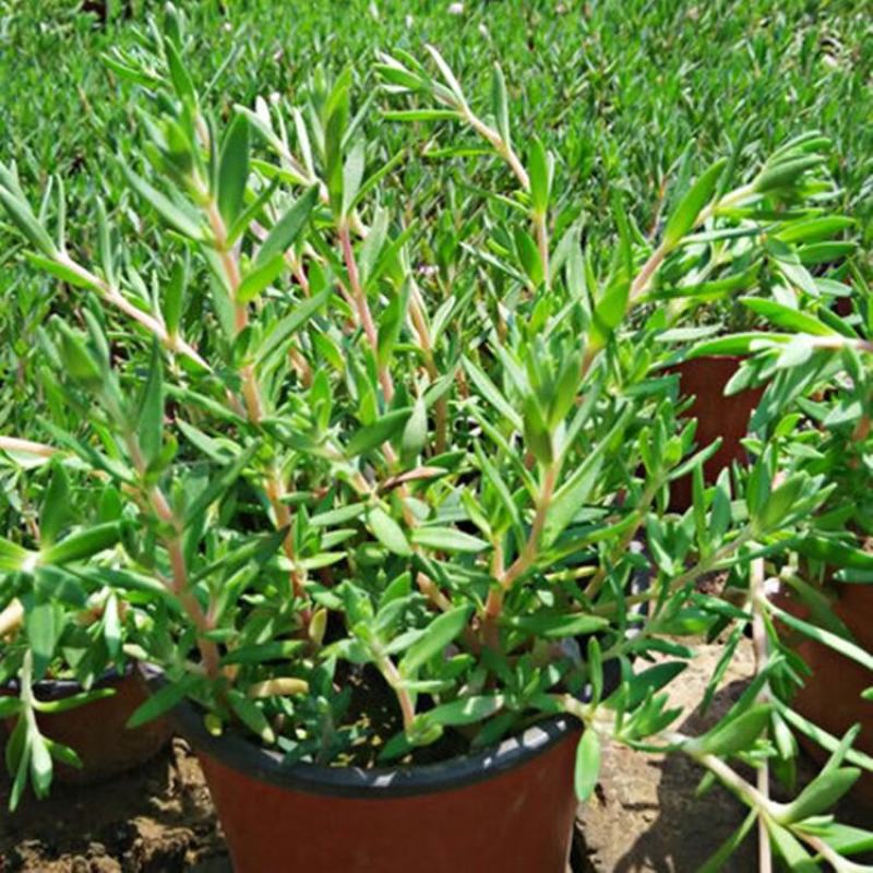 垂盆草盆栽可食用无公害野生吊兰盆栽花卉绿植四季常青