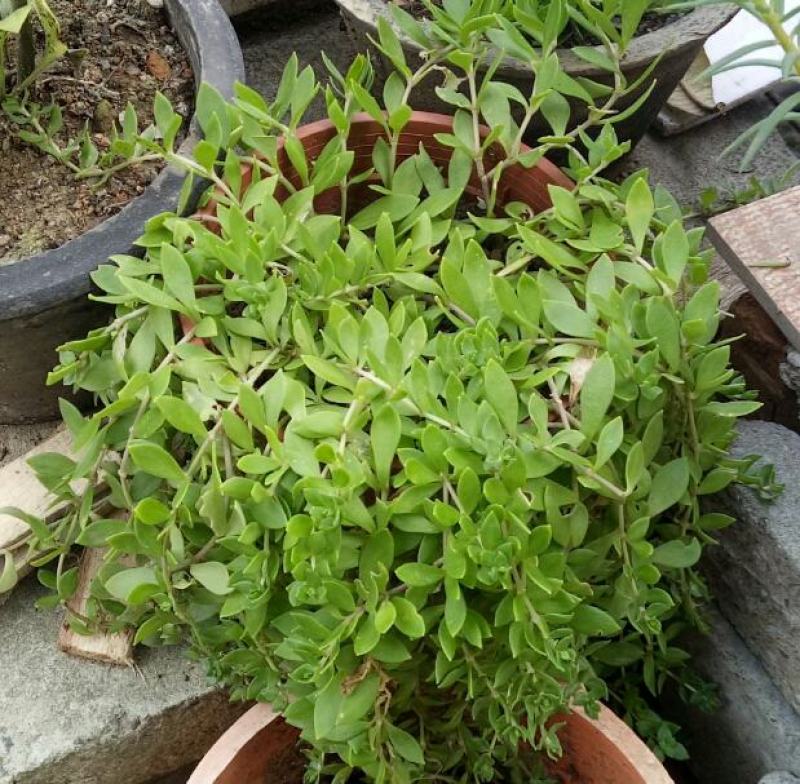 垂盆草盆栽可食用无公害野生吊兰盆栽花卉绿植四季常青