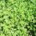 垂盆草盆栽可食用无公害野生吊兰盆栽花卉绿植四季常青