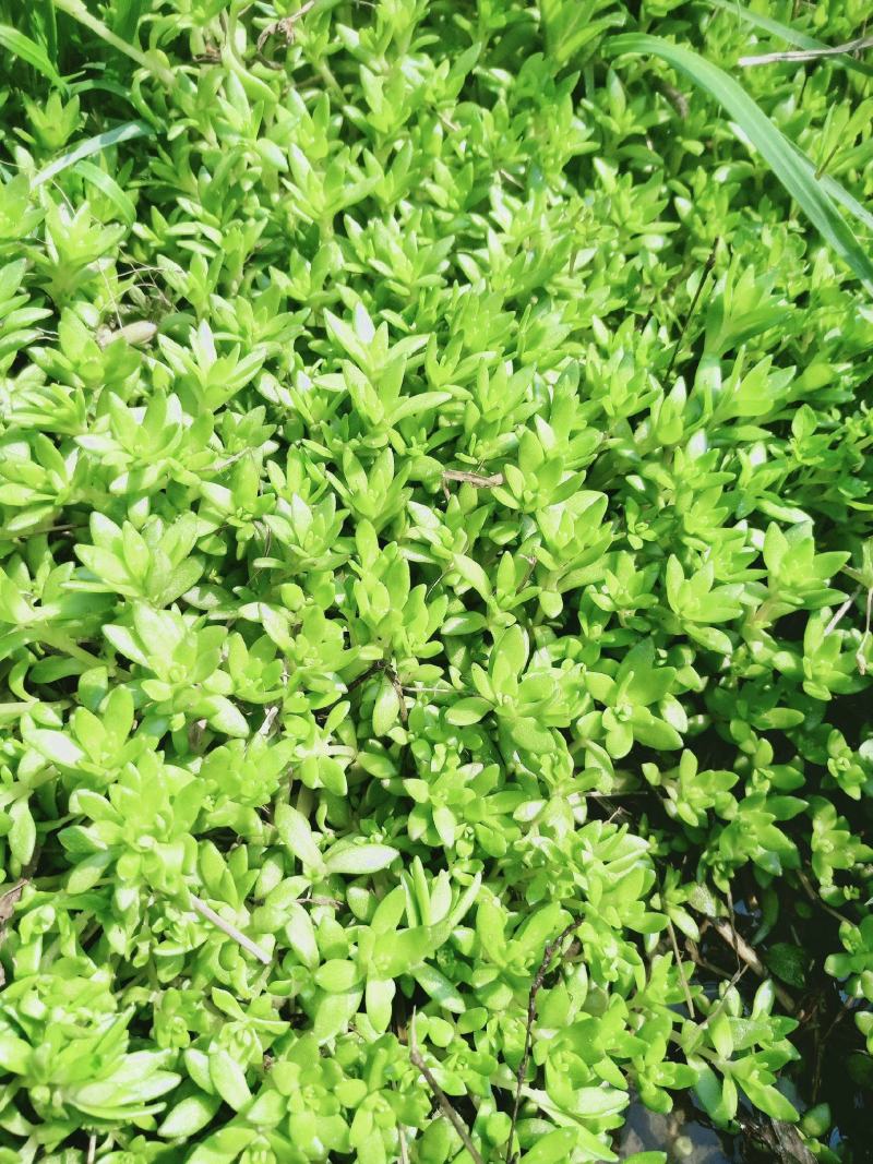 垂盆草盆栽可食用无公害野生吊兰盆栽花卉绿植四季常青