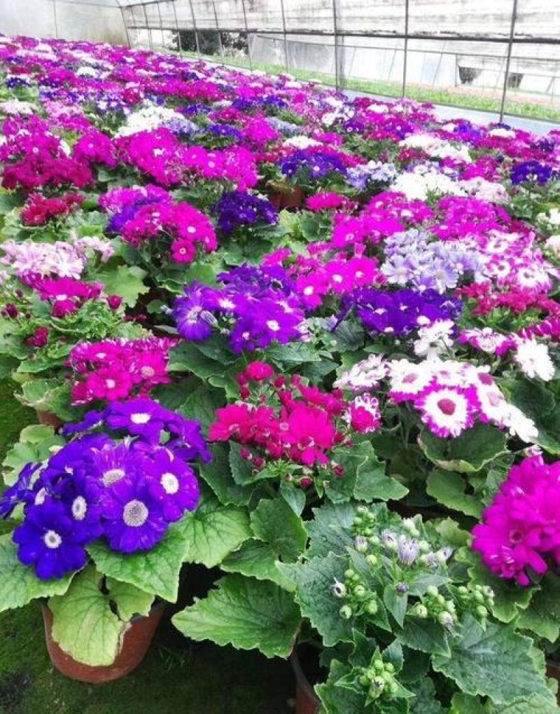 瓜叶菊盆栽带花小苗瓜叶菊花苗冬季室内阳台花卉盆栽富贵菊花