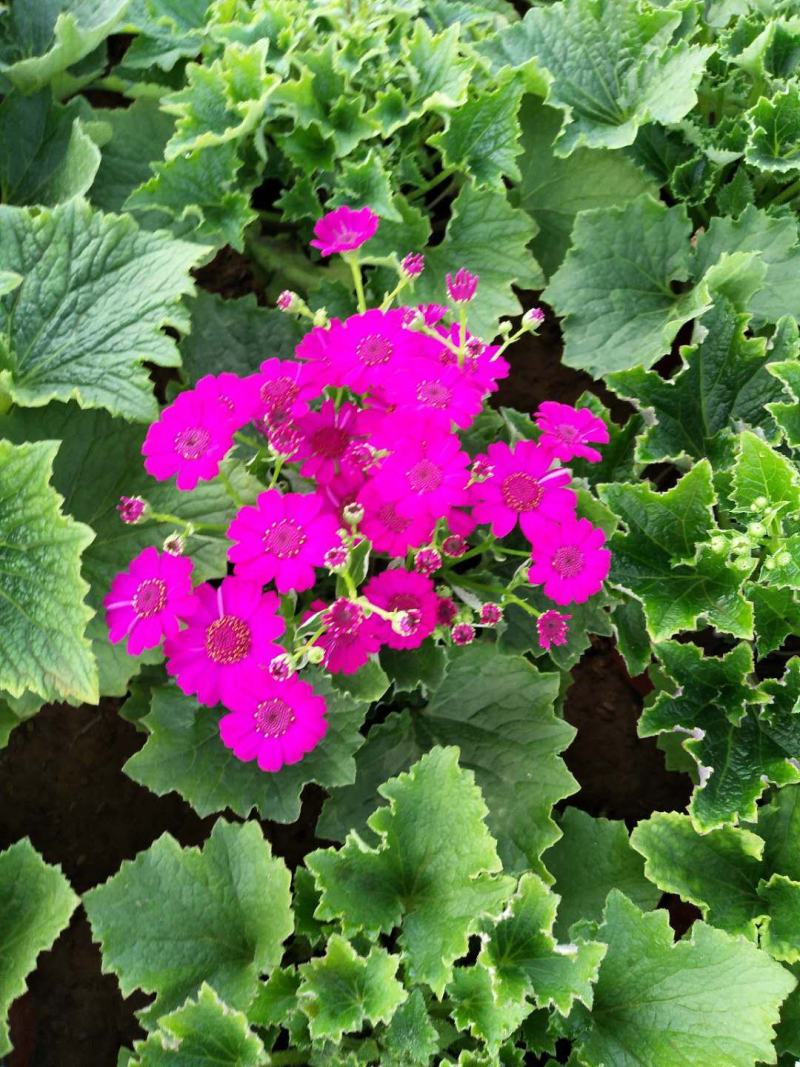 瓜叶菊盆栽带花小苗瓜叶菊花苗冬季室内阳台花卉盆栽富贵菊花