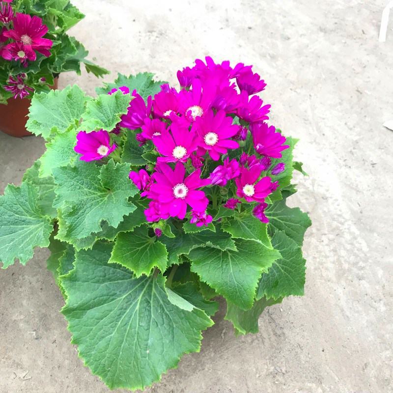 瓜叶菊盆栽带花小苗瓜叶菊花苗冬季室内阳台花卉盆栽富贵菊花
