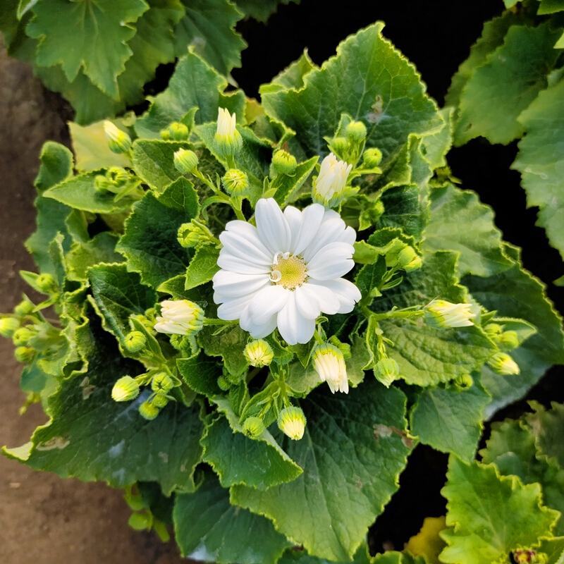 瓜叶菊盆栽带花小苗瓜叶菊花苗冬季室内阳台花卉盆栽富贵菊花