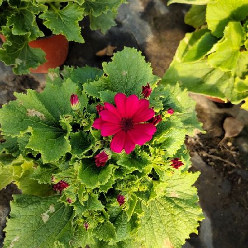 瓜叶菊盆栽带花小苗瓜叶菊花苗冬季室内阳台花卉盆栽富贵菊花