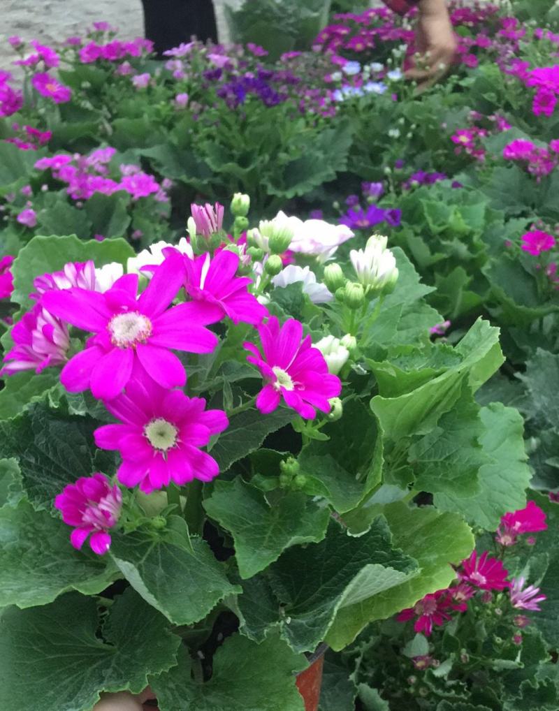 瓜叶菊盆栽带花小苗瓜叶菊花苗冬季室内阳台花卉盆栽富贵菊花