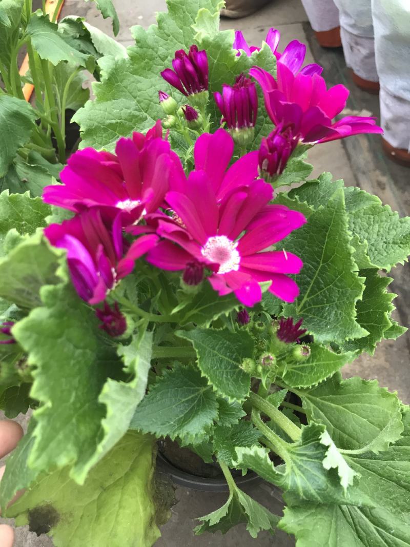 瓜叶菊盆栽带花小苗瓜叶菊花苗冬季室内阳台花卉盆栽富贵菊花