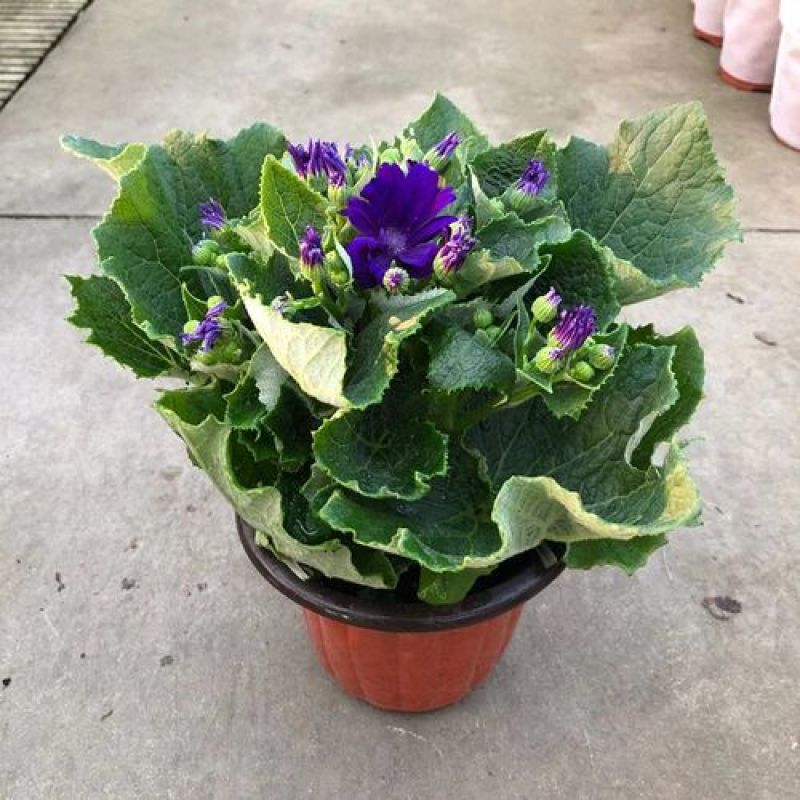 瓜叶菊盆栽带花小苗瓜叶菊花苗冬季室内阳台花卉盆栽富贵菊花