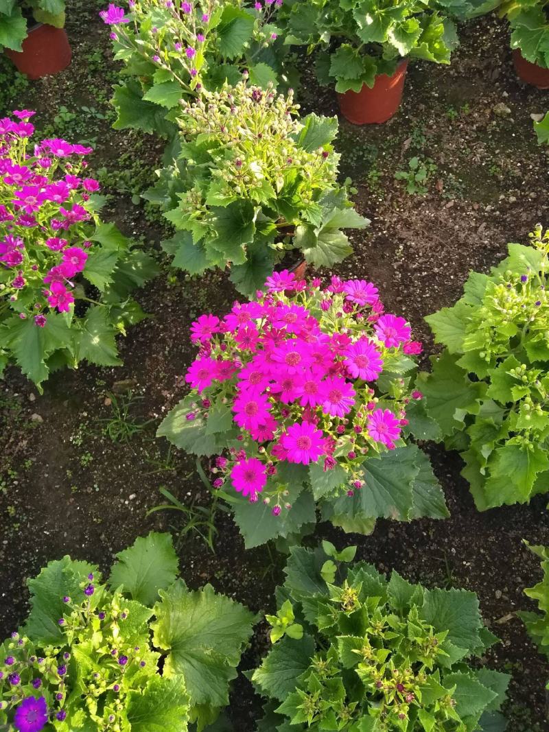 瓜叶菊盆栽带花小苗瓜叶菊花苗冬季室内阳台花卉盆栽富贵菊花