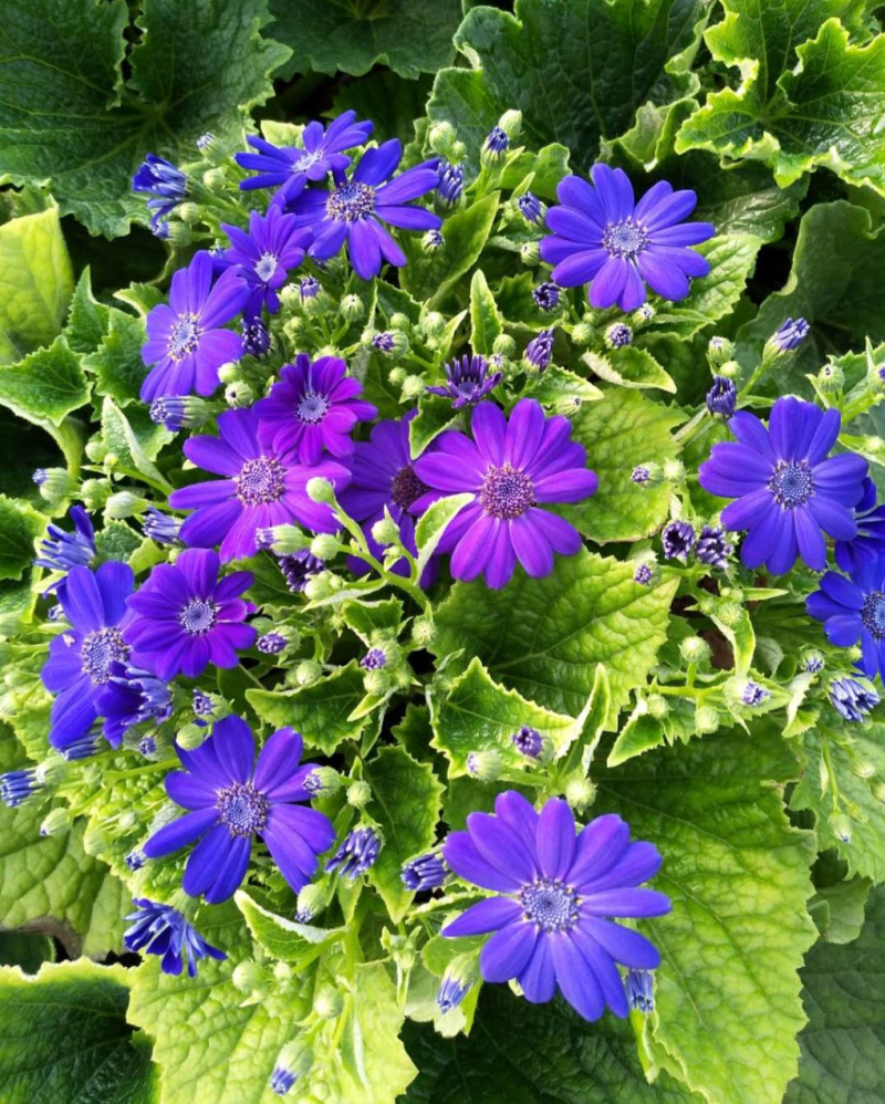 瓜叶菊盆栽带花小苗瓜叶菊花苗冬季室内阳台花卉盆栽富贵菊花