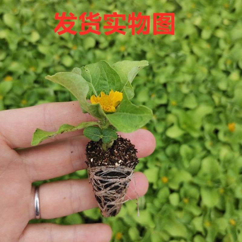 皇帝菊花苗盆栽耐热分枝性强花量大花期长好养易活易爆盆