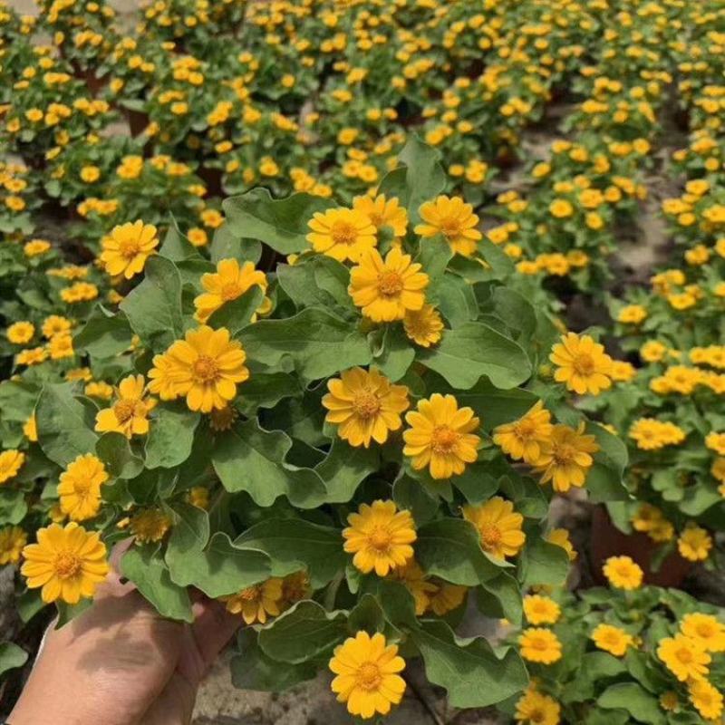 皇帝菊花苗盆栽耐热分枝性强花量大花期长好养易活易爆盆