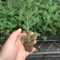 大菊花苗多年生可食用金丝皇菊杭州白菊千头乒乓荷兰