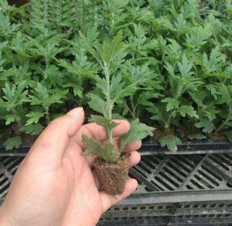 大菊花苗多年生可食用金丝皇菊杭州白菊千头乒乓荷兰