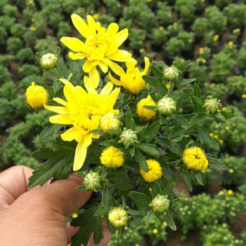大菊花苗多年生可食用金丝皇菊杭州白菊千头乒乓荷兰