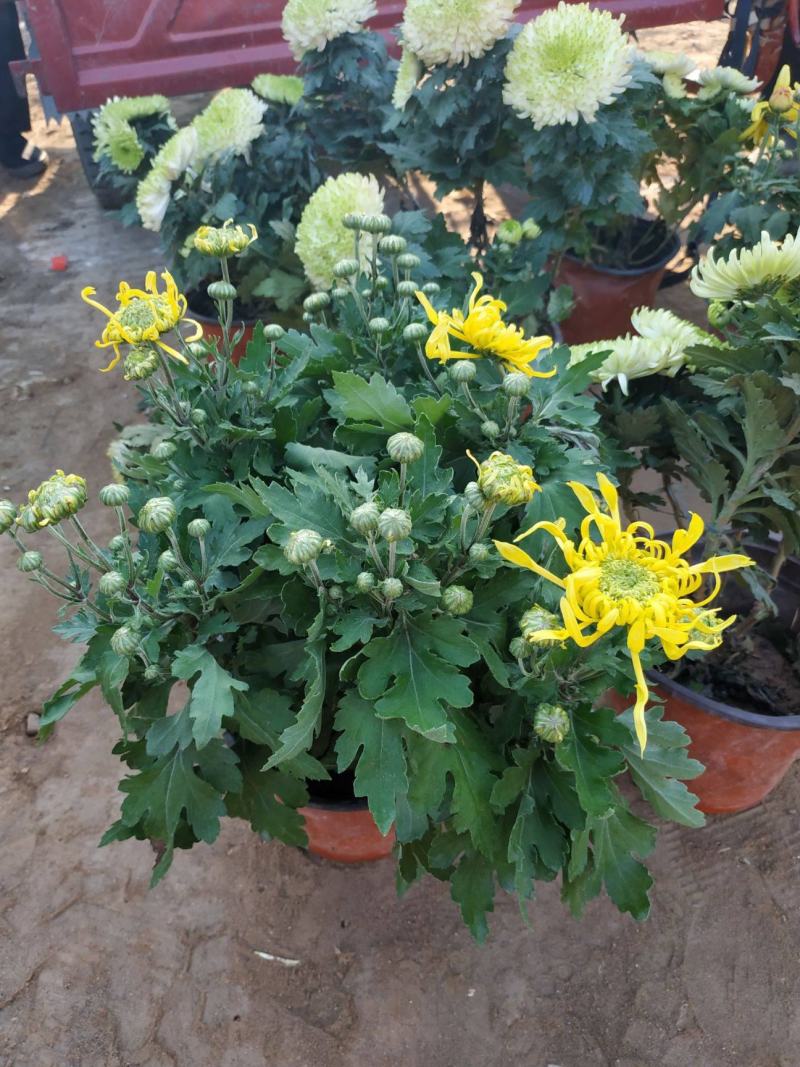 大菊花苗多年生可食用金丝皇菊杭州白菊千头乒乓荷兰