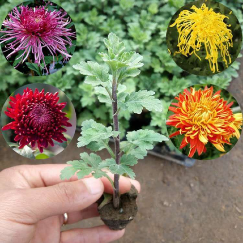 大菊花苗多年生可食用金丝皇菊杭州白菊千头乒乓荷兰