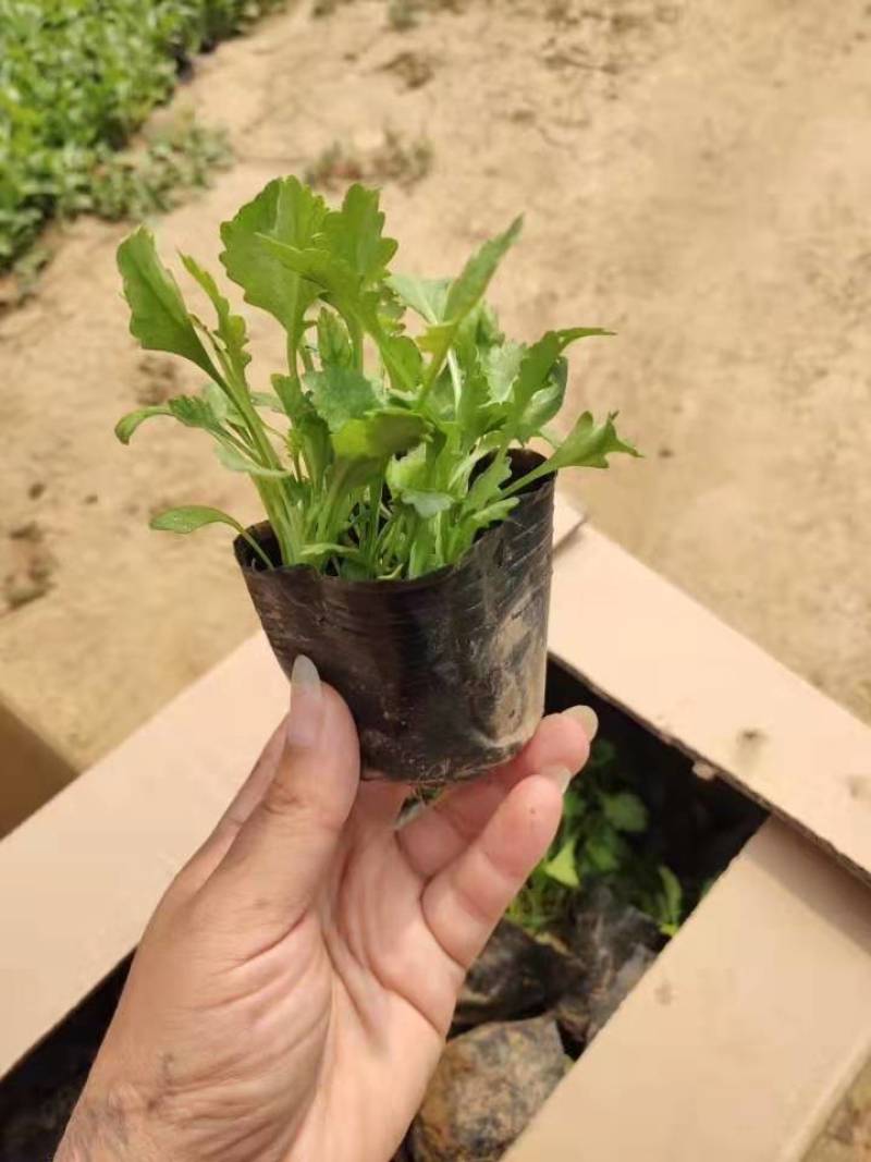 大菊花苗多年生可食用金丝皇菊杭州白菊千头乒乓荷兰