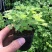 大菊花苗多年生可食用金丝皇菊杭州白菊千头乒乓荷兰