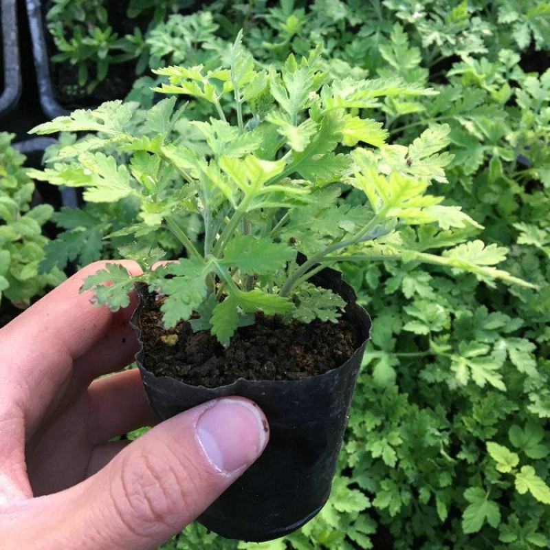 大菊花苗多年生可食用金丝皇菊杭州白菊千头乒乓荷兰