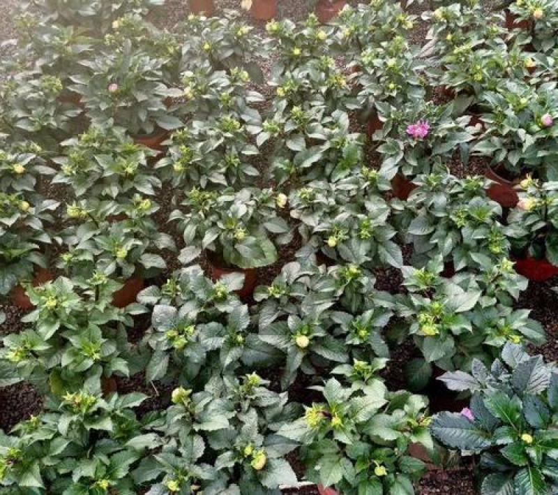 进口大丽花盆栽带花苞球根花卉地瓜花菊种球花大庭院室内摆放
