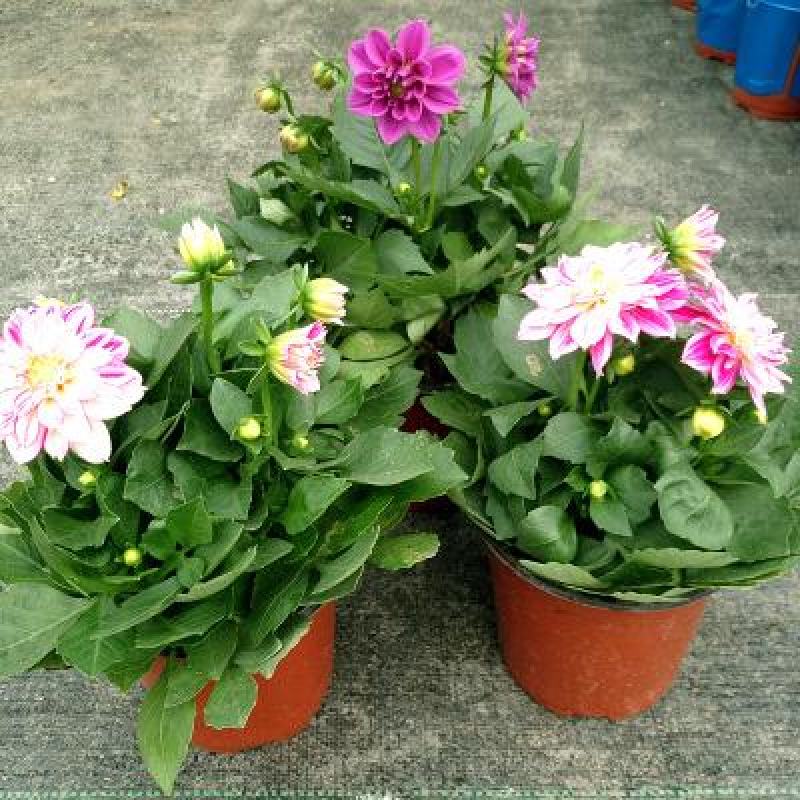 进口大丽花盆栽带花苞球根花卉地瓜花菊种球花大庭院室内摆放
