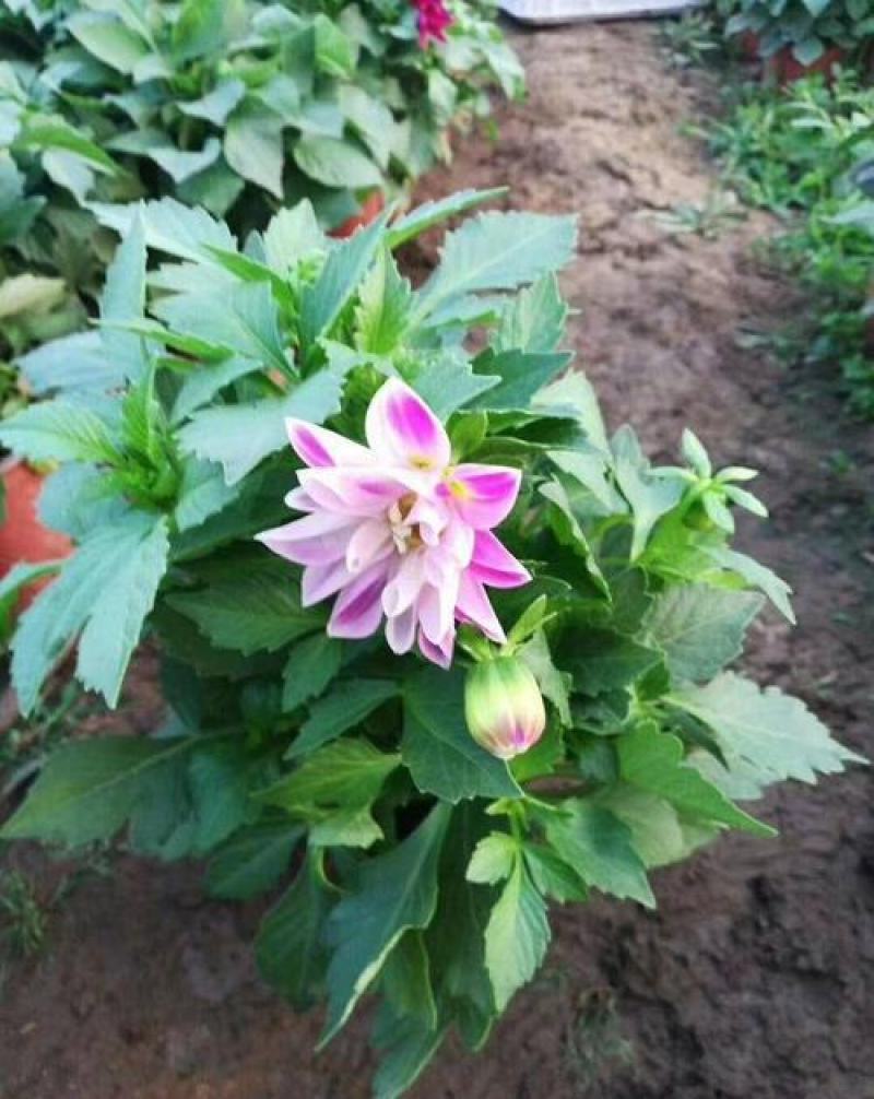 进口大丽花盆栽带花苞球根花卉地瓜花菊种球花大庭院室内摆放