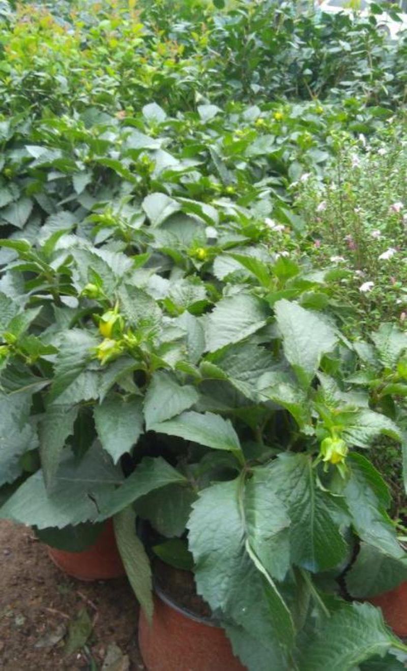 进口大丽花盆栽带花苞球根花卉地瓜花菊种球花大庭院室内摆放