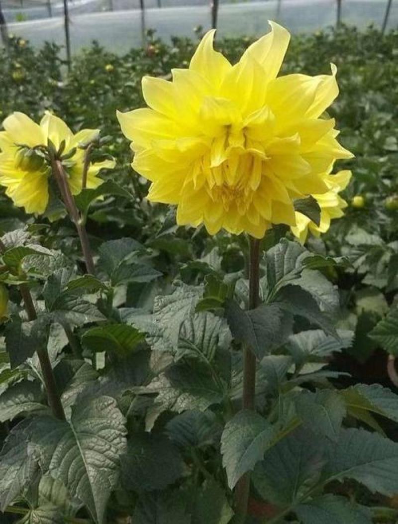 进口大丽花盆栽带花苞球根花卉地瓜花菊种球花大庭院室内摆放