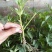 进口大丽花盆栽带花苞球根花卉地瓜花菊种球花大庭院室内摆放
