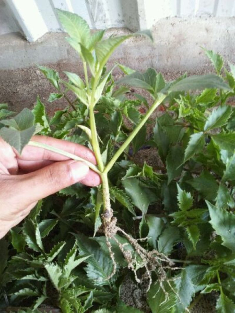 进口大丽花盆栽带花苞球根花卉地瓜花菊种球花大庭院室内摆放