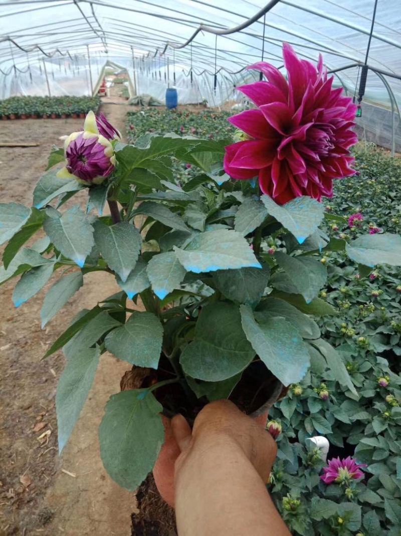 进口大丽花盆栽带花苞球根花卉地瓜花菊种球花大庭院室内摆放