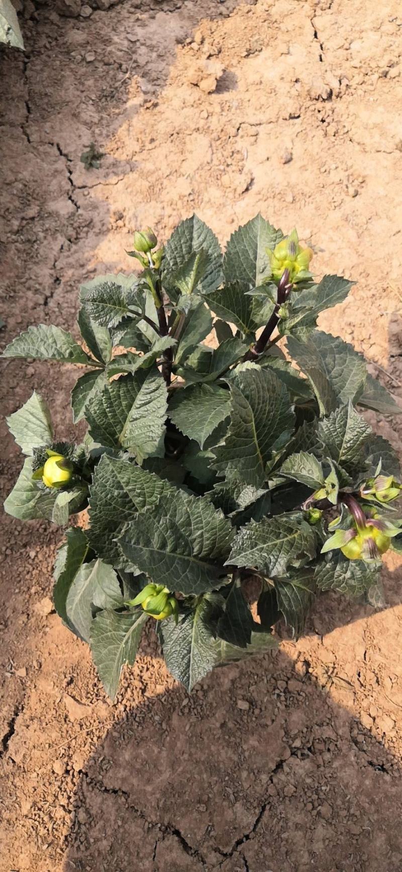 进口大丽花盆栽带花苞球根花卉地瓜花菊种球花大庭院室内摆放