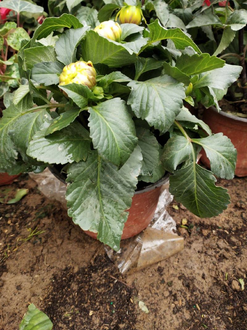 进口大丽花盆栽带花苞球根花卉地瓜花菊种球花大庭院室内摆放