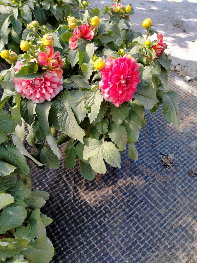 进口大丽花盆栽带花苞球根花卉地瓜花菊种球花大庭院室内摆放