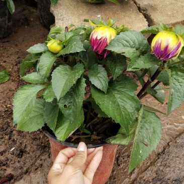 进口大丽花盆栽带花苞球根花卉地瓜花菊种球花大庭院室内摆放