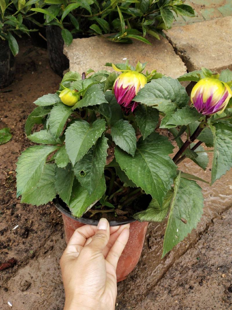 进口大丽花盆栽带花苞球根花卉地瓜花菊种球花大庭院室内摆放