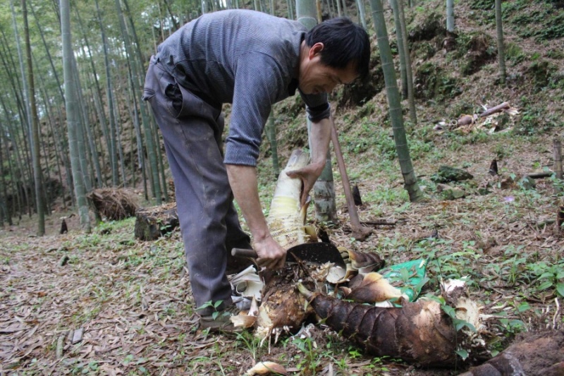 福建永安农家闽笋干笋尖干货批发